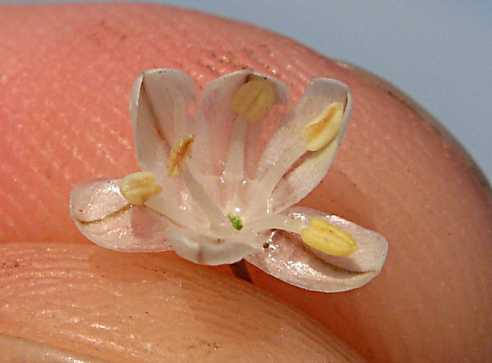Allium pallens L. / Aglio di Coppoler
